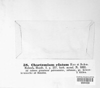 Chaetomium elatum image